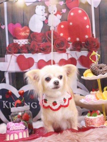 20250216チャッピーちゃん